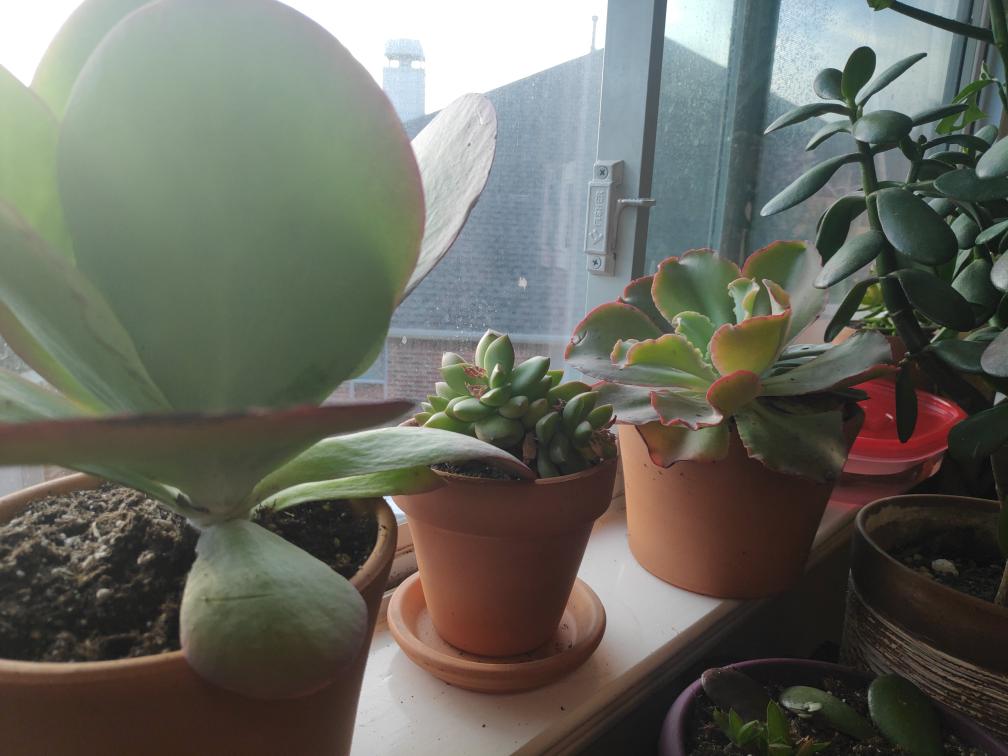 Finding the Right Space for Your Houseplant