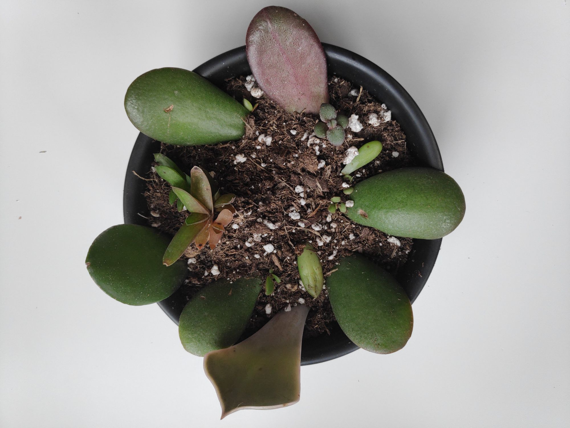 Succulent Propagation 101