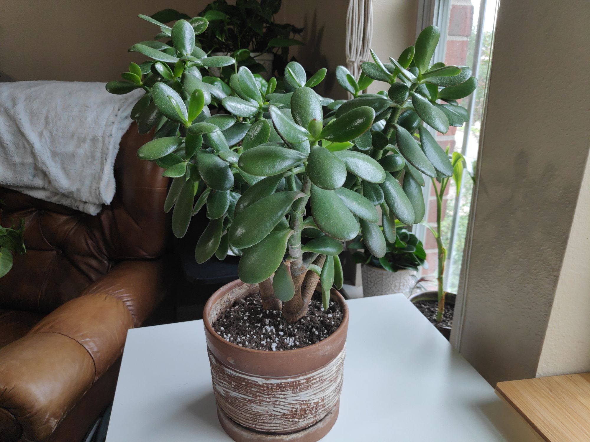 Jade Plant Care Guide