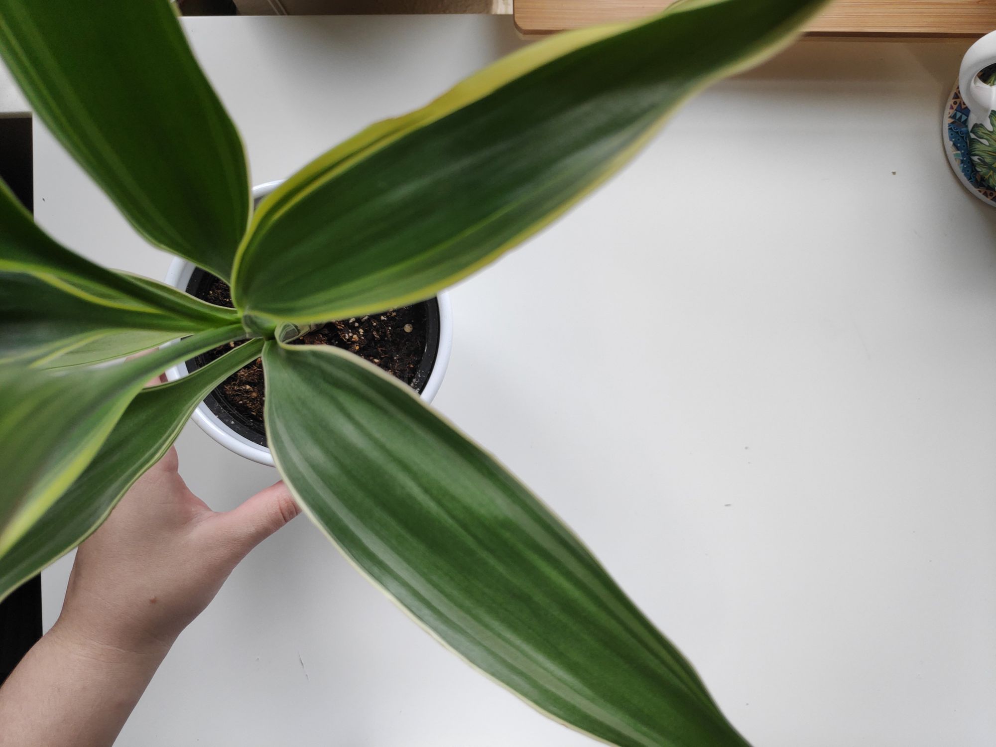 Picking the Right Pot for Your Houseplant