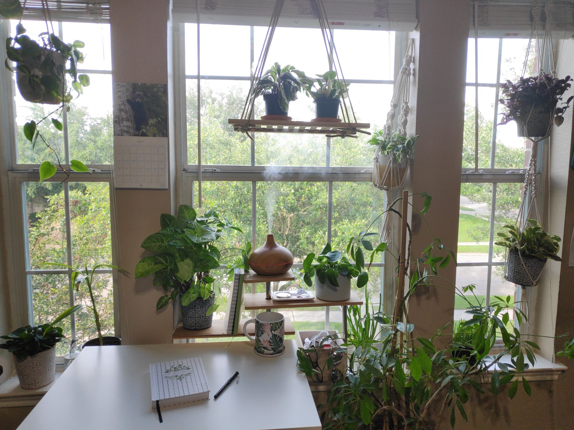 Tropical plants enjoy the bright indirect light of a large Eastern window, with high humidity