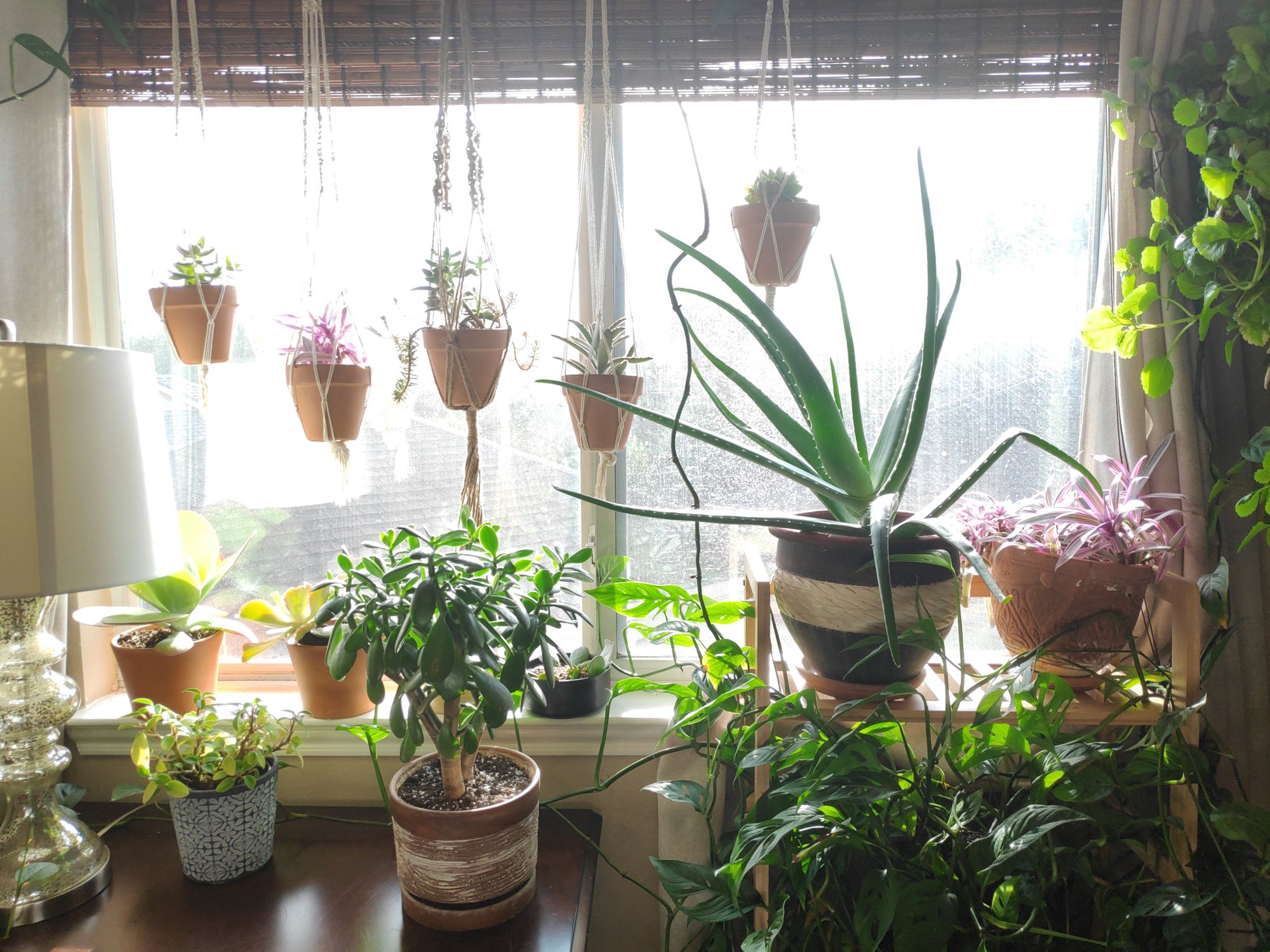 Finding the Right Space for Your Houseplant