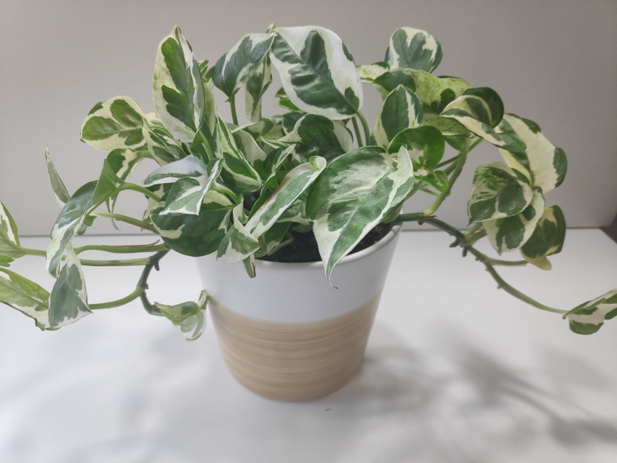 Pothos Care Guide