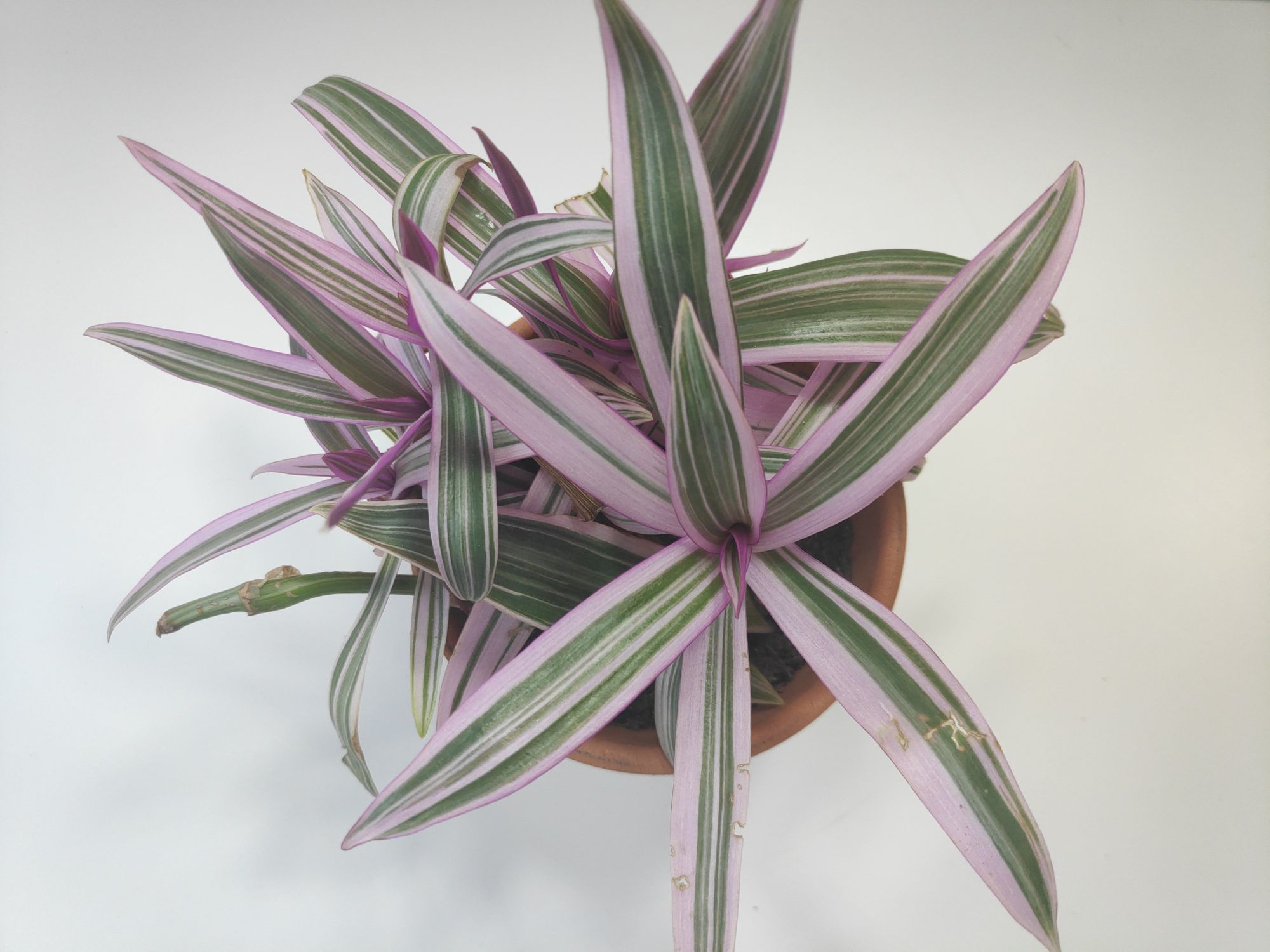 Tradescantia Spathacea Care Guide