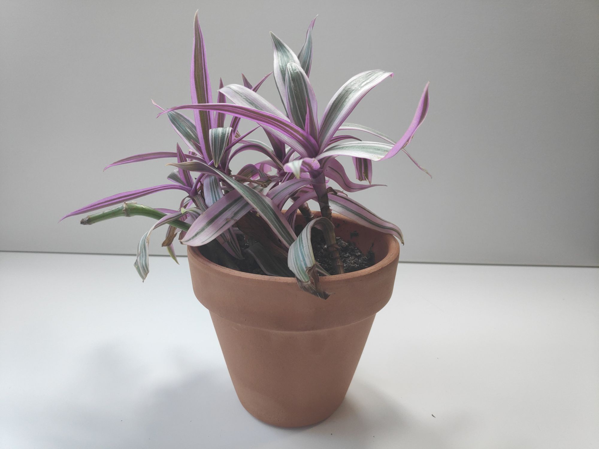 Tradescantia Spathacea Care Guide