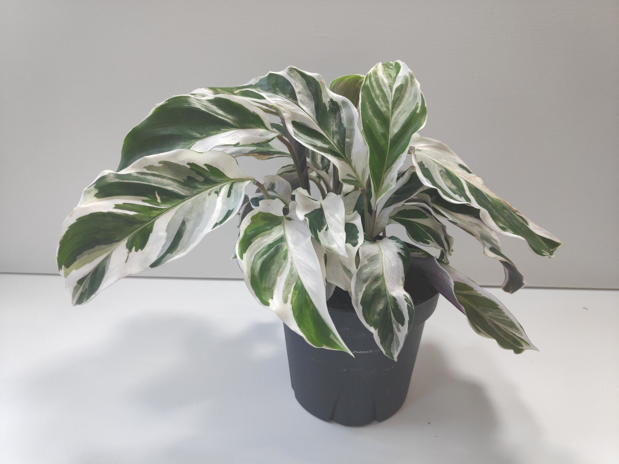 Calathea White Fusion Care Guide