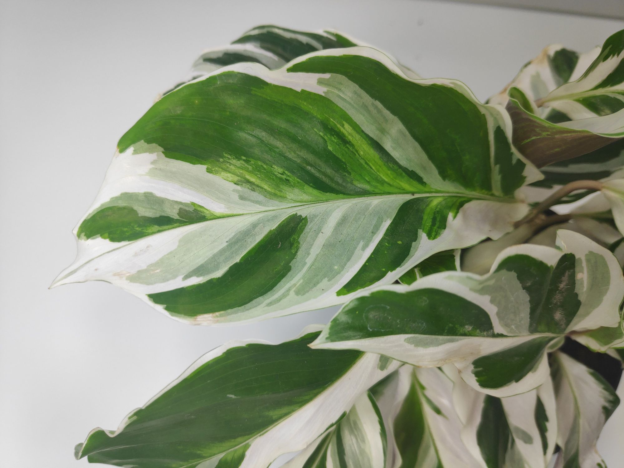 Calathea White Fusion Care Guide