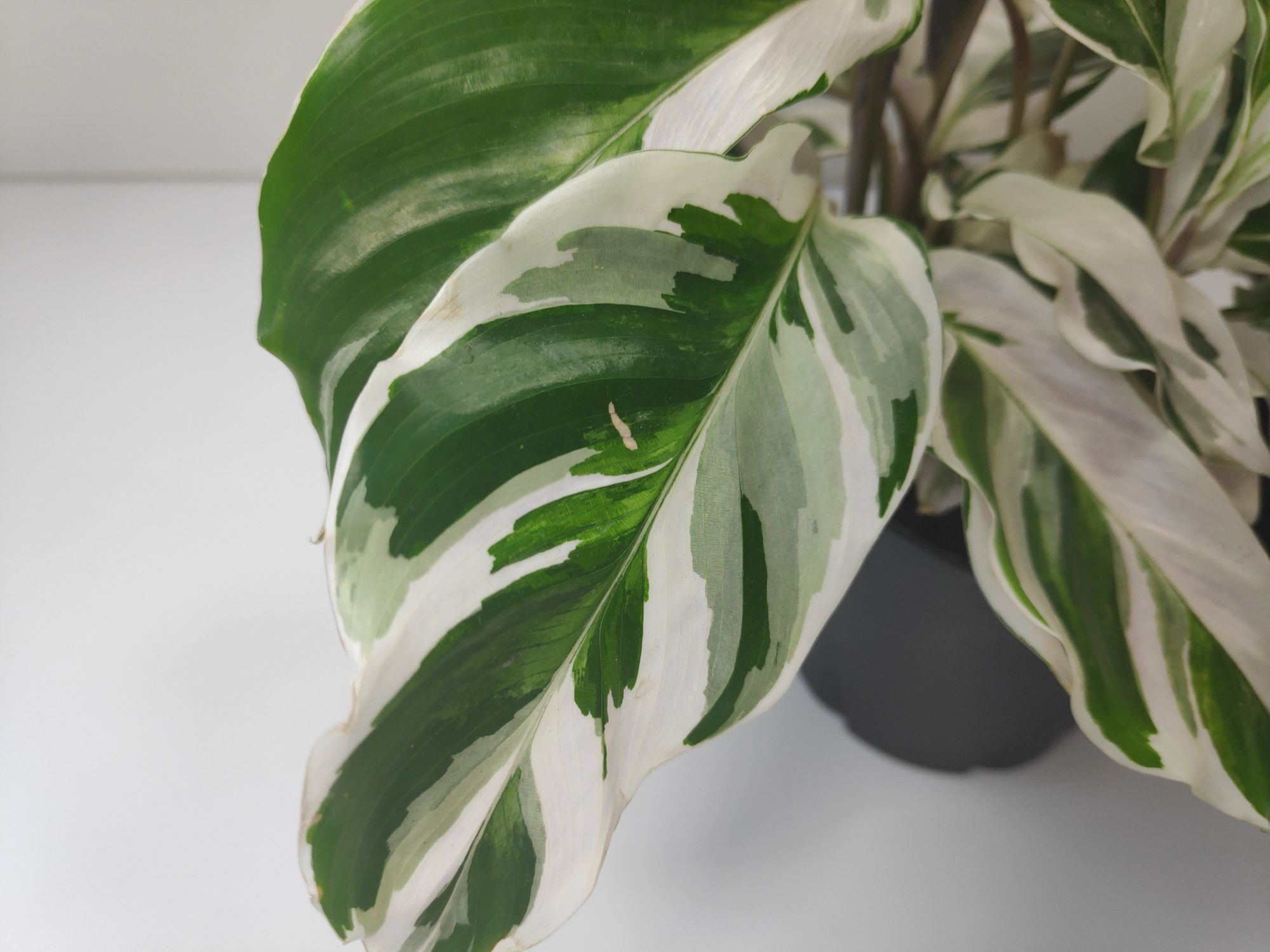 Calathea White Fusion Care Guide