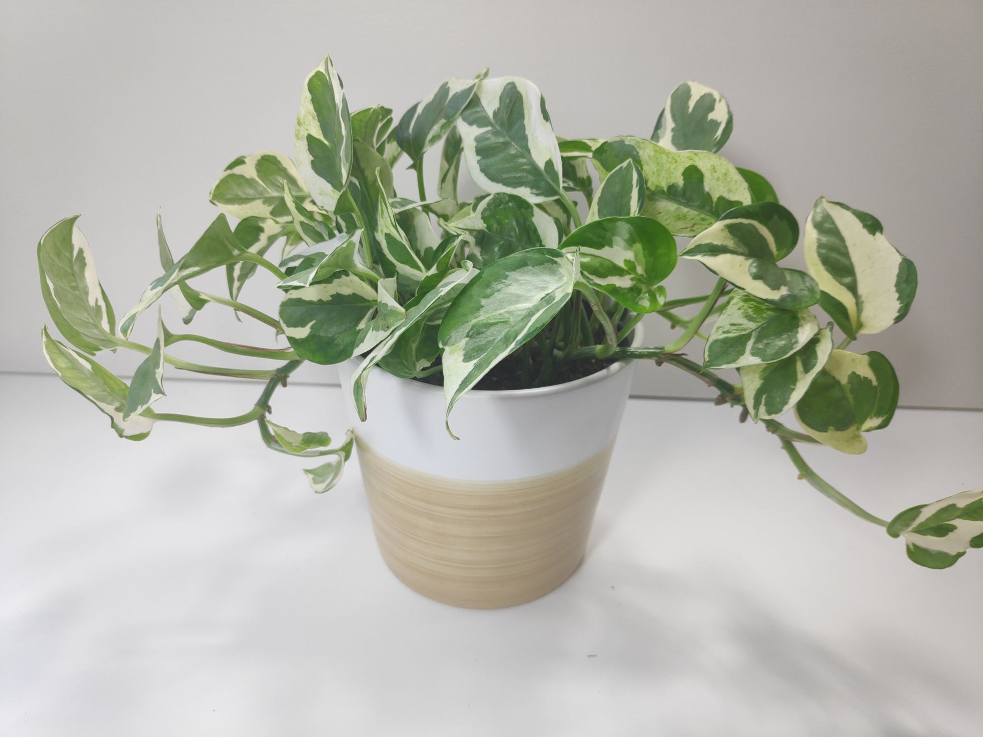 Picking the Right Pot for Your Houseplant