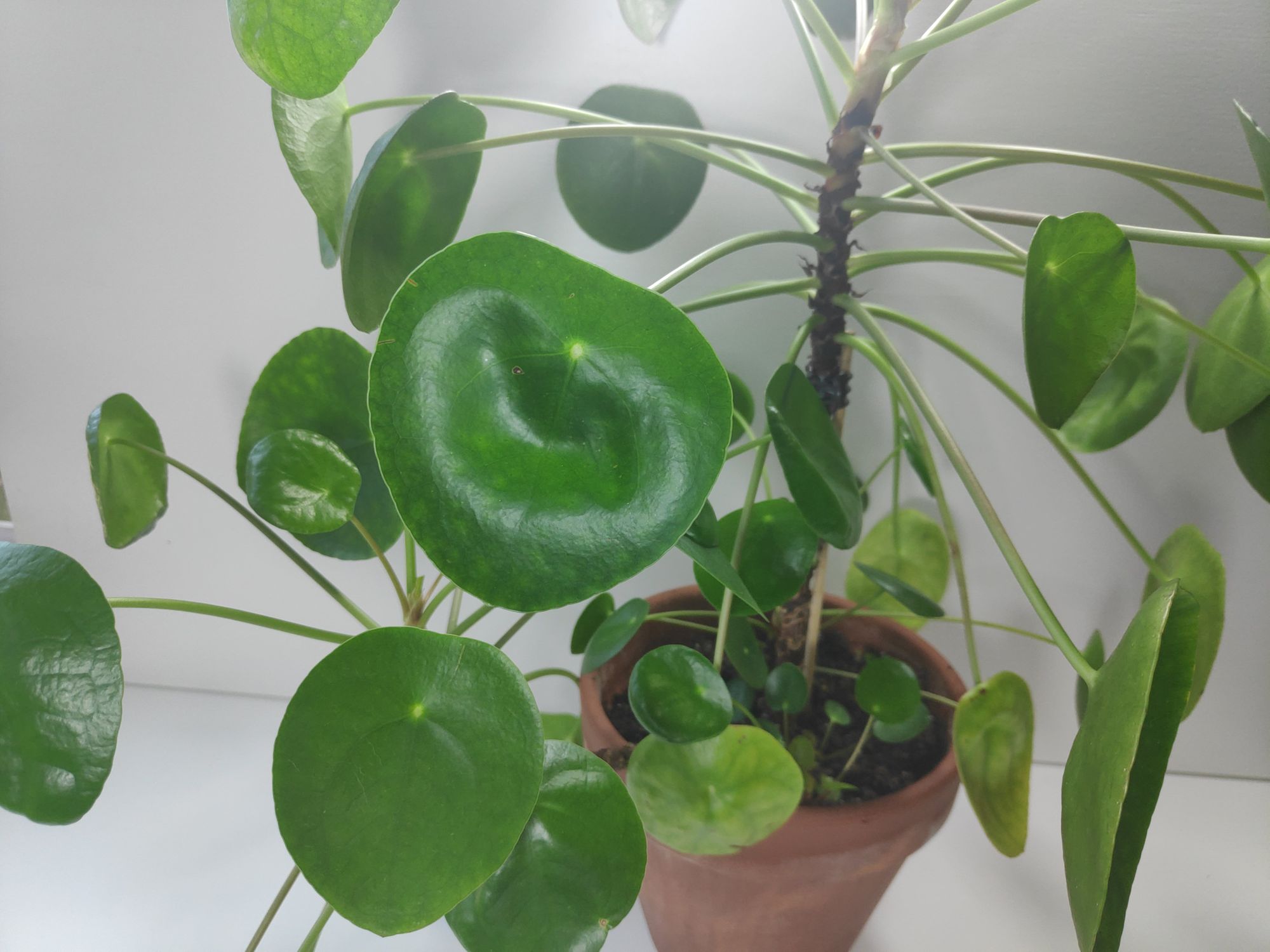 Pilea Peperomioides Care Guide