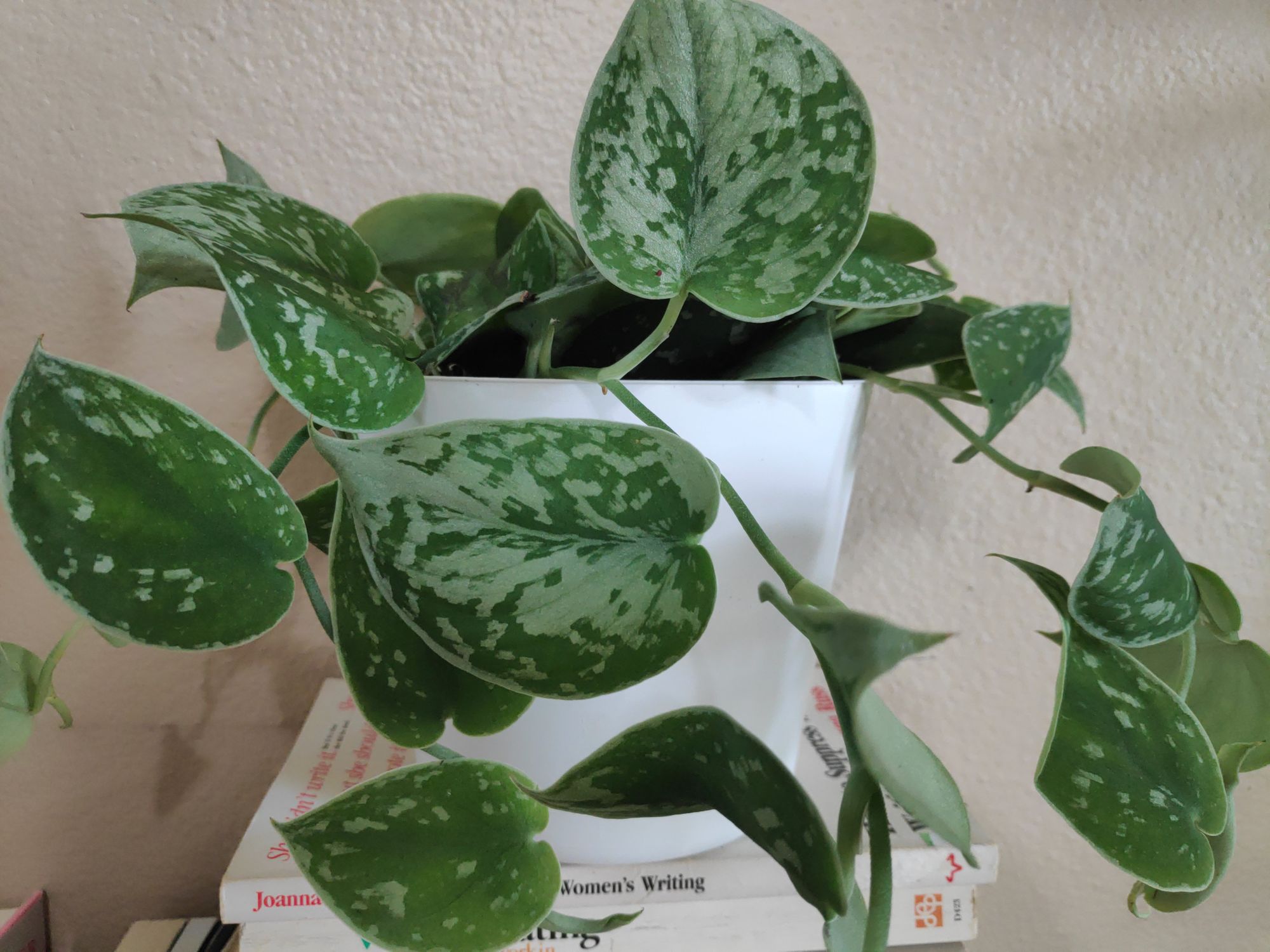 Pothos Care Guide