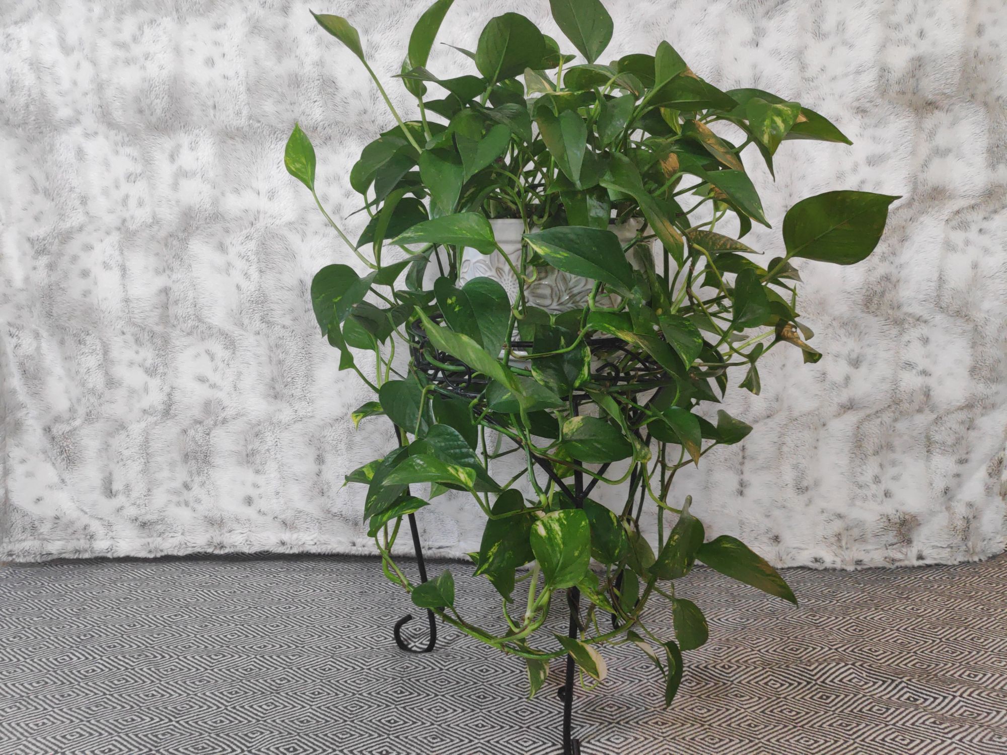 Pothos Care Guide