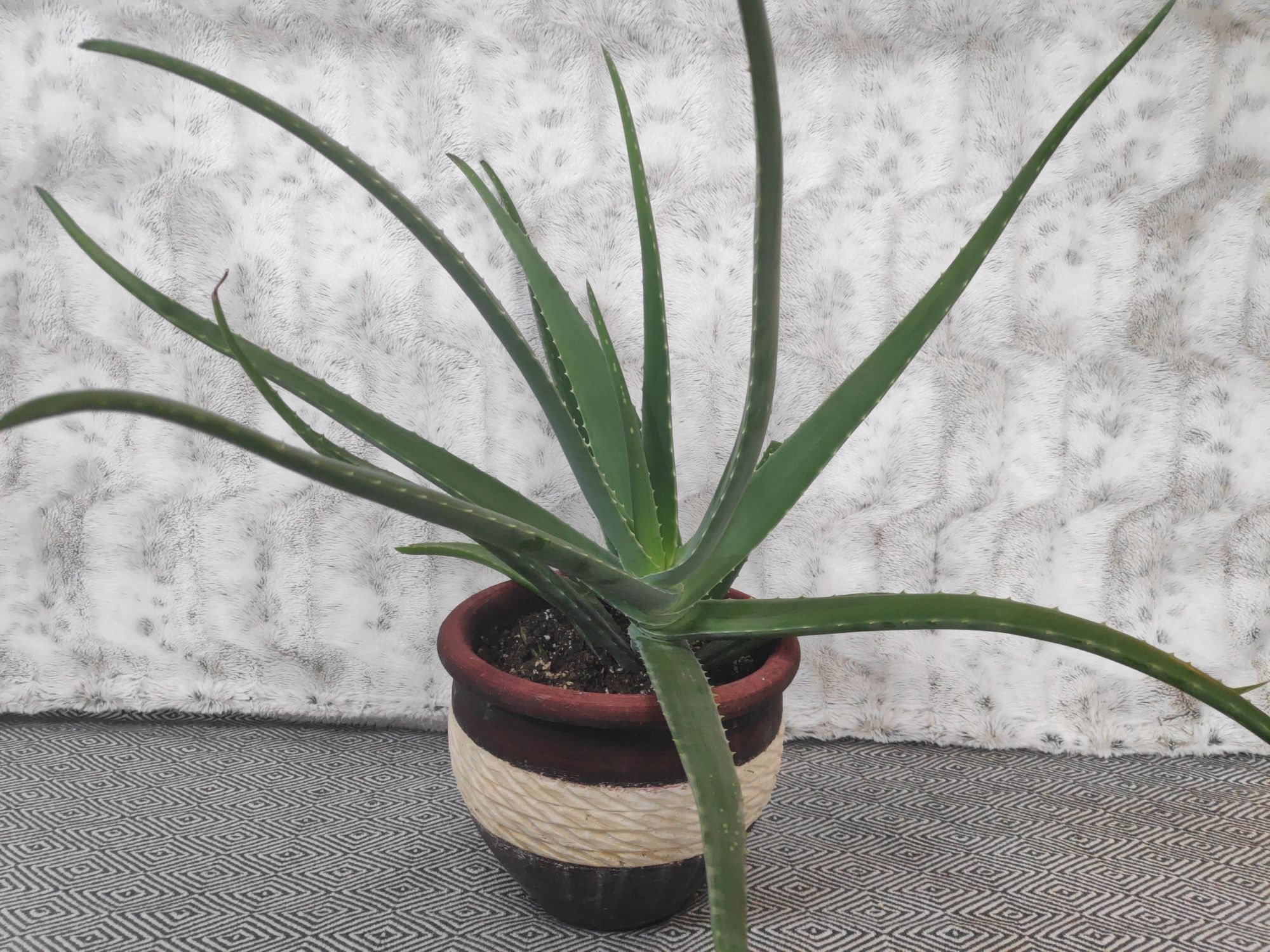Aloe Plant Care Guide