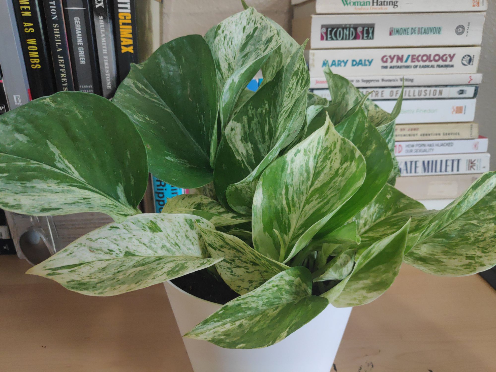 Pothos Care Guide