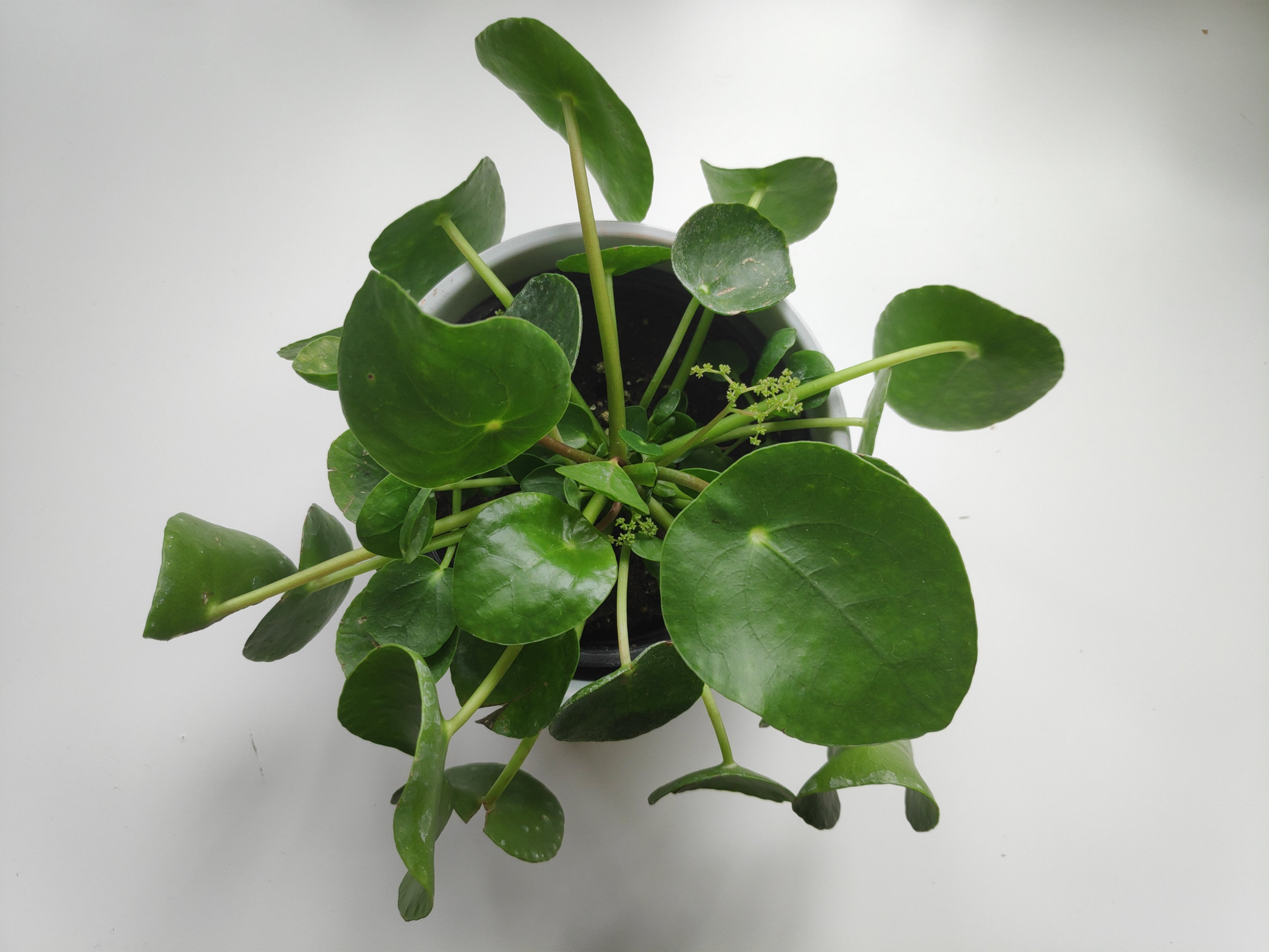 Pilea Peperomioides Care Guide