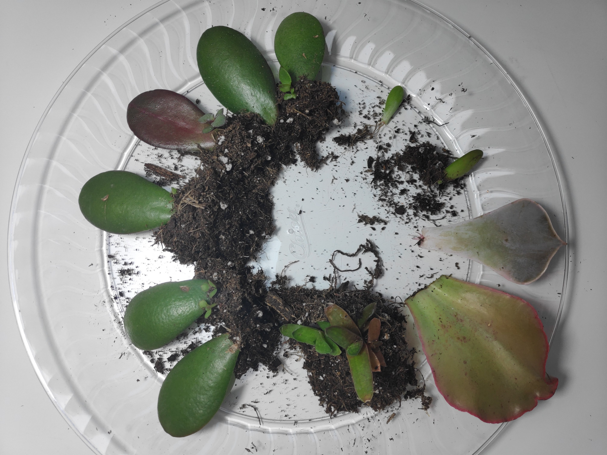 Succulent Propagation 101