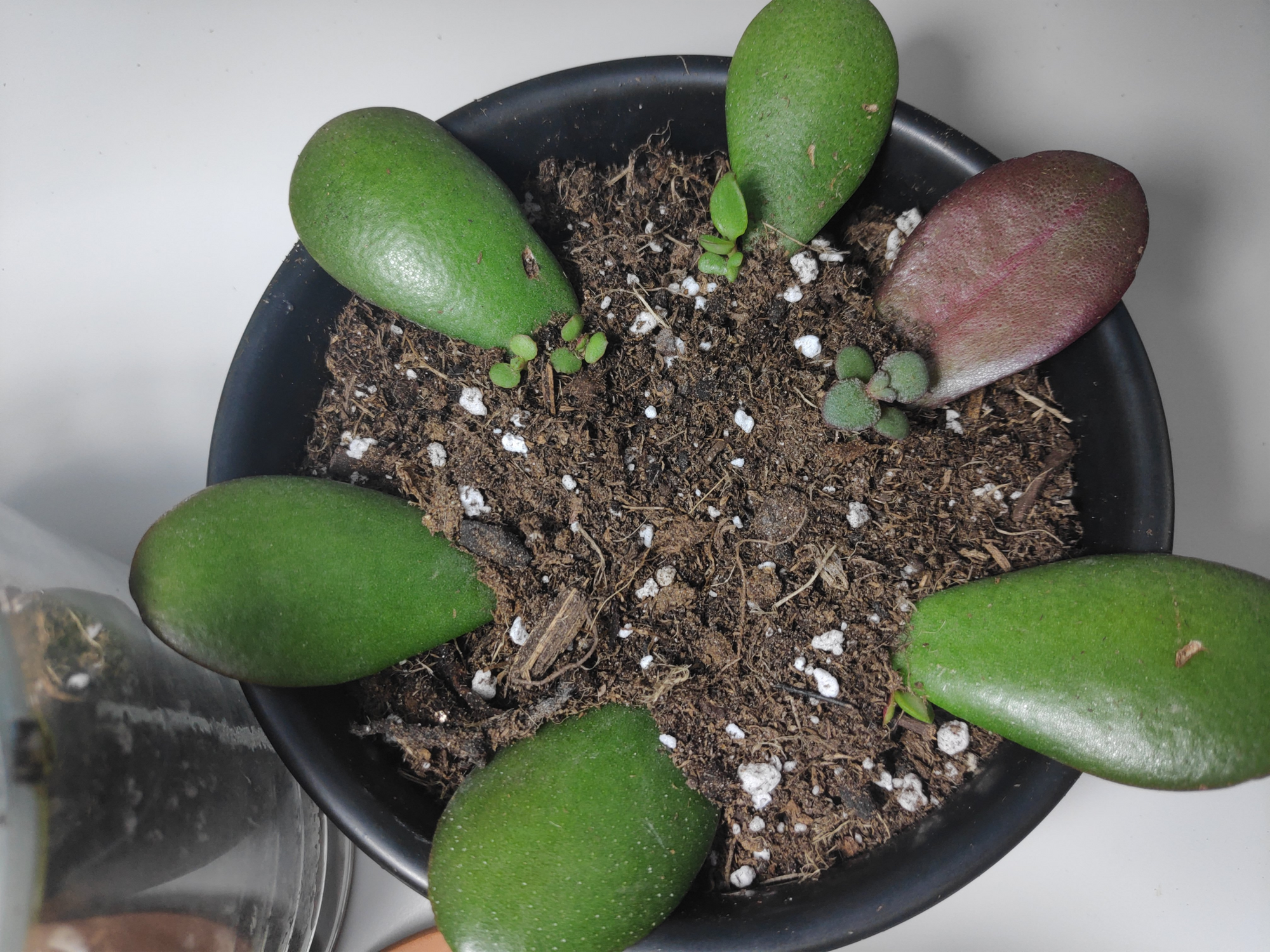 Jade Plant Care Guide