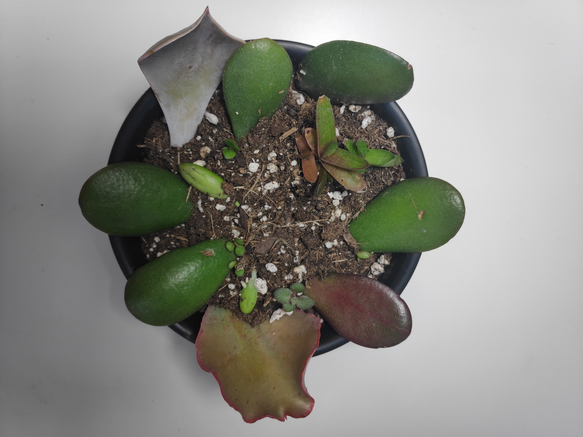 Succulent Propagation 101