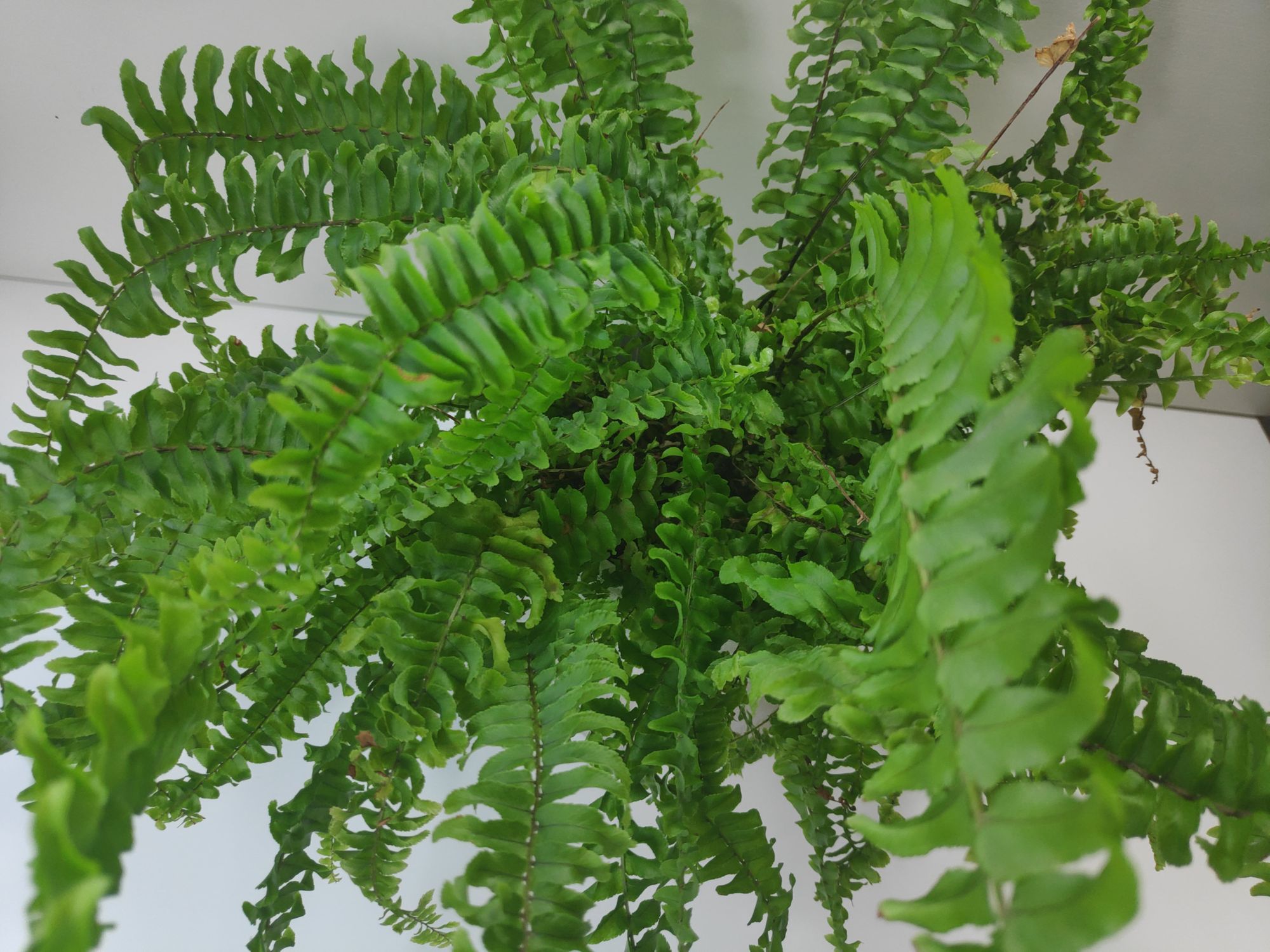 Boston Fern Care Guide