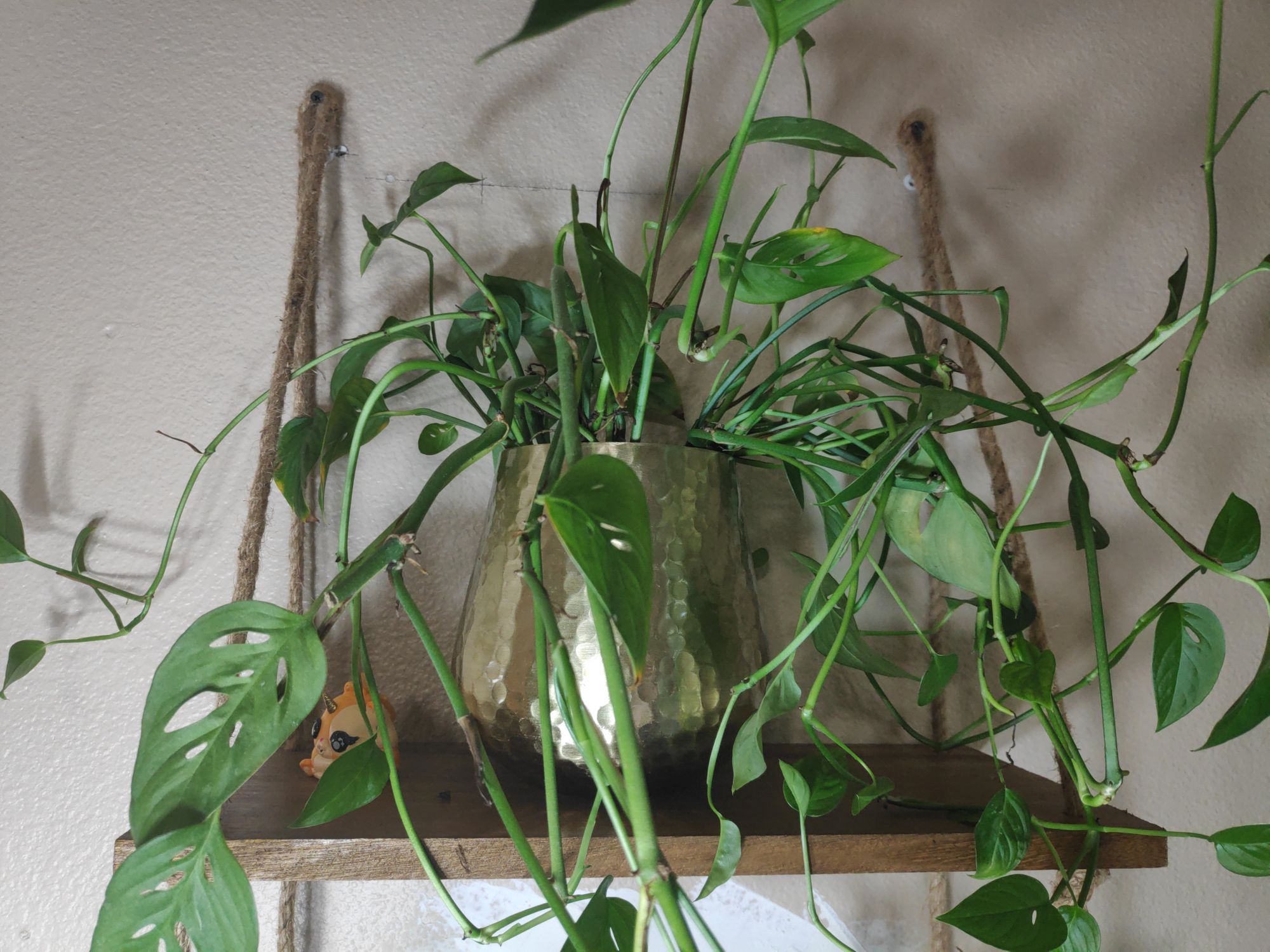 Monstera Adansonii Care Guide