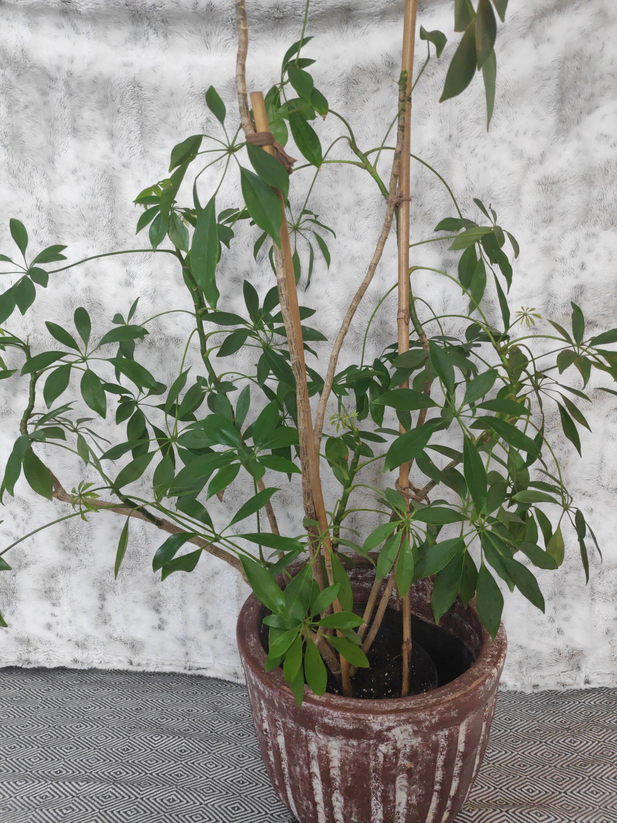 Schefflera (Umbrella Plant) Care Guide
