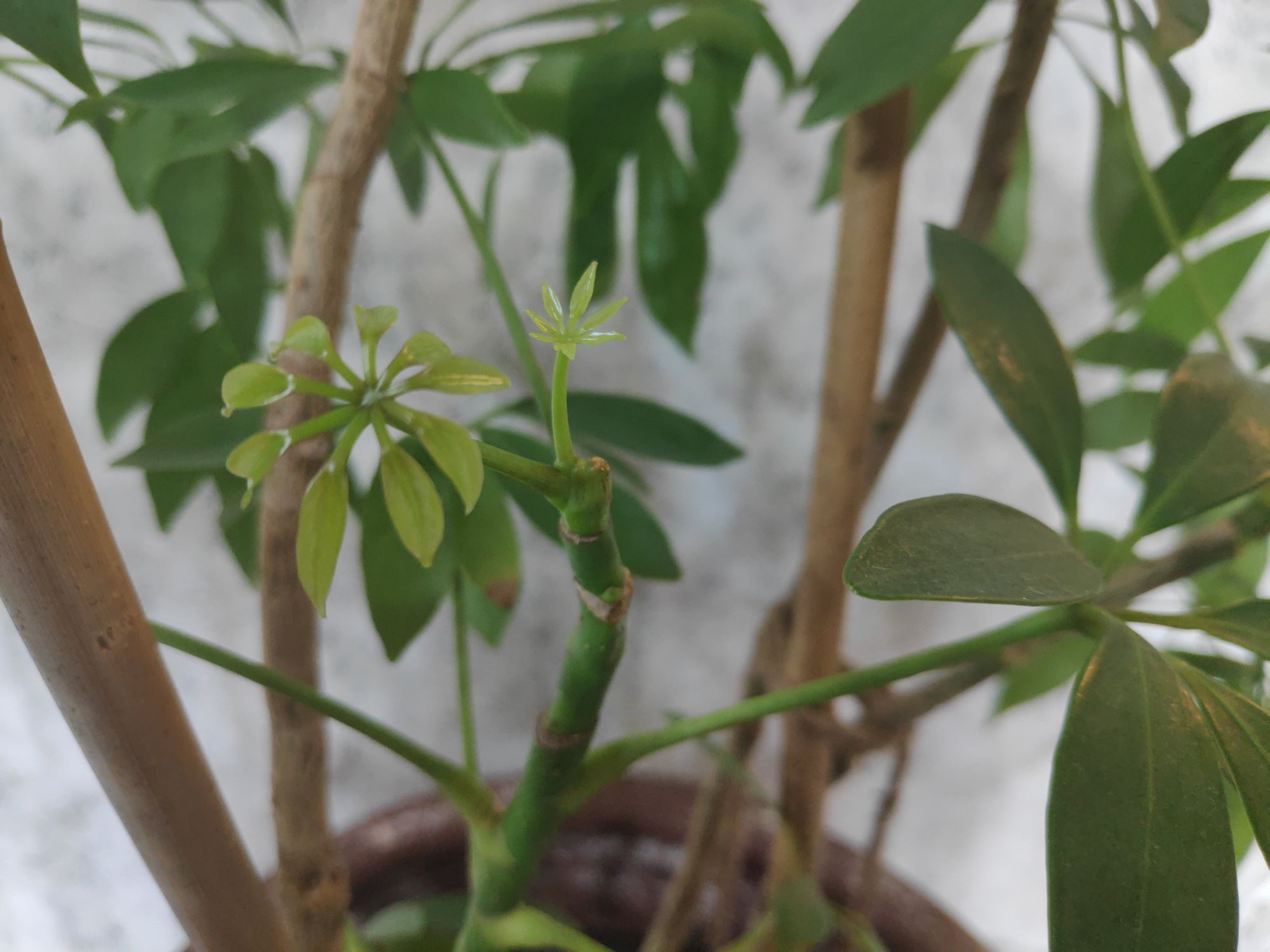 Schefflera (Umbrella Plant) Care Guide