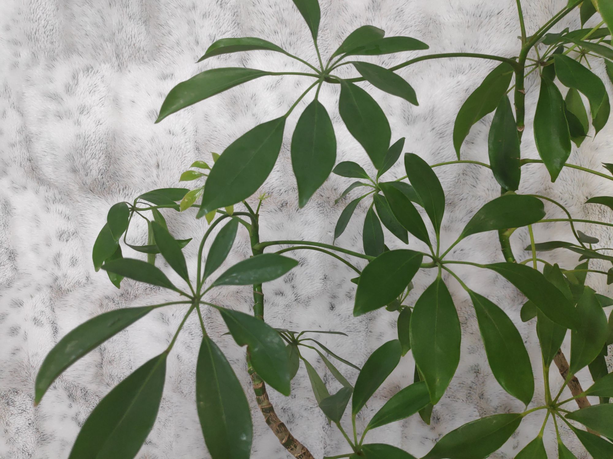 Schefflera (Umbrella Plant) Care Guide