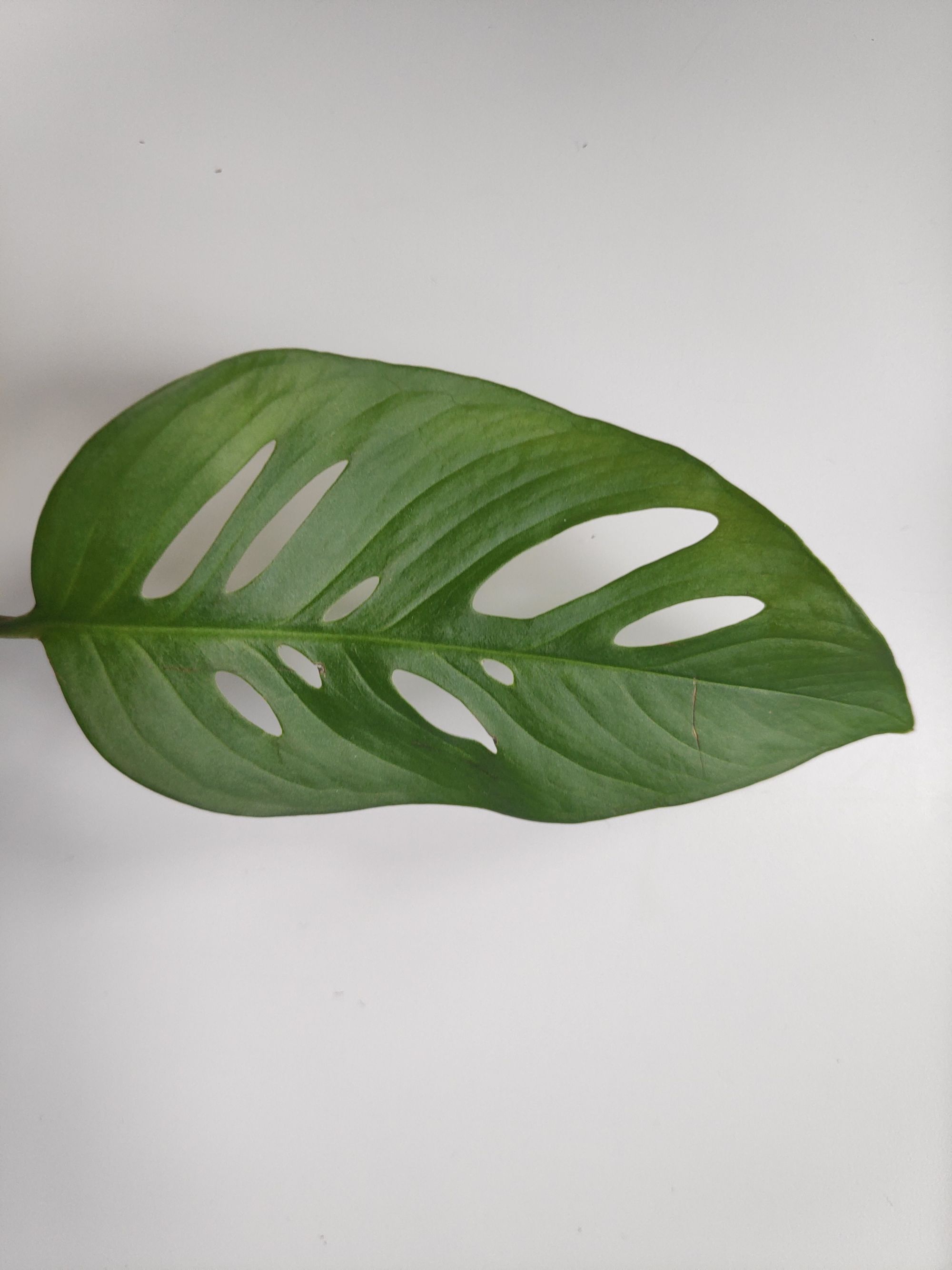 Monstera Adansonii Care Guide