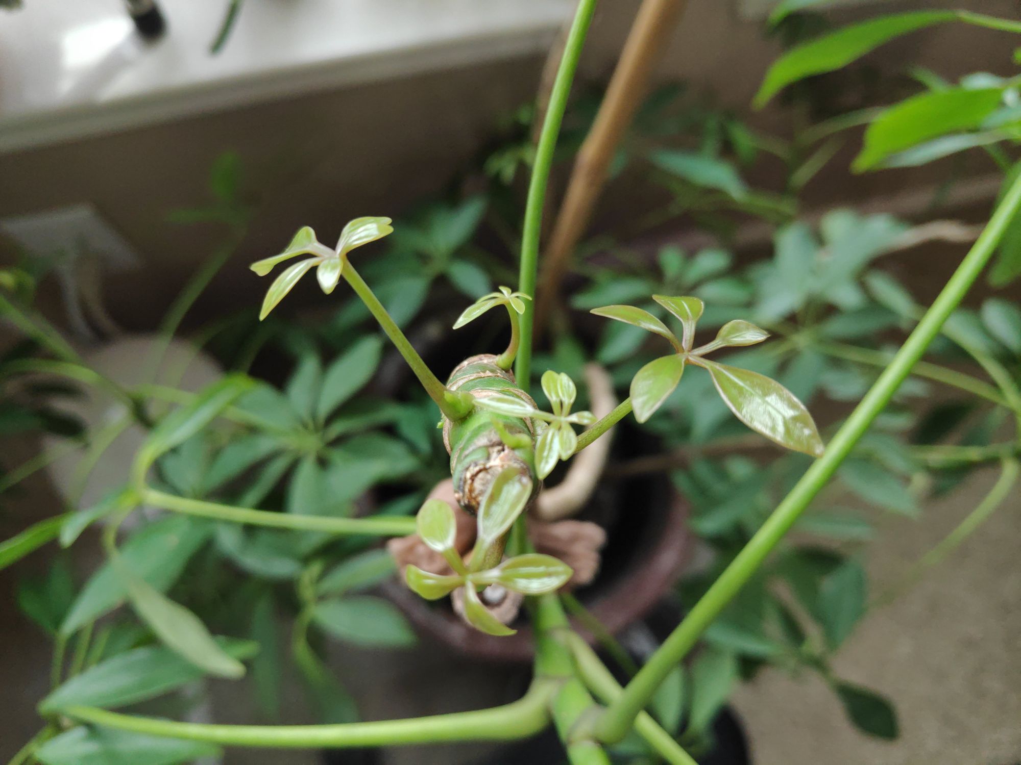 Schefflera (Umbrella Plant) Care Guide