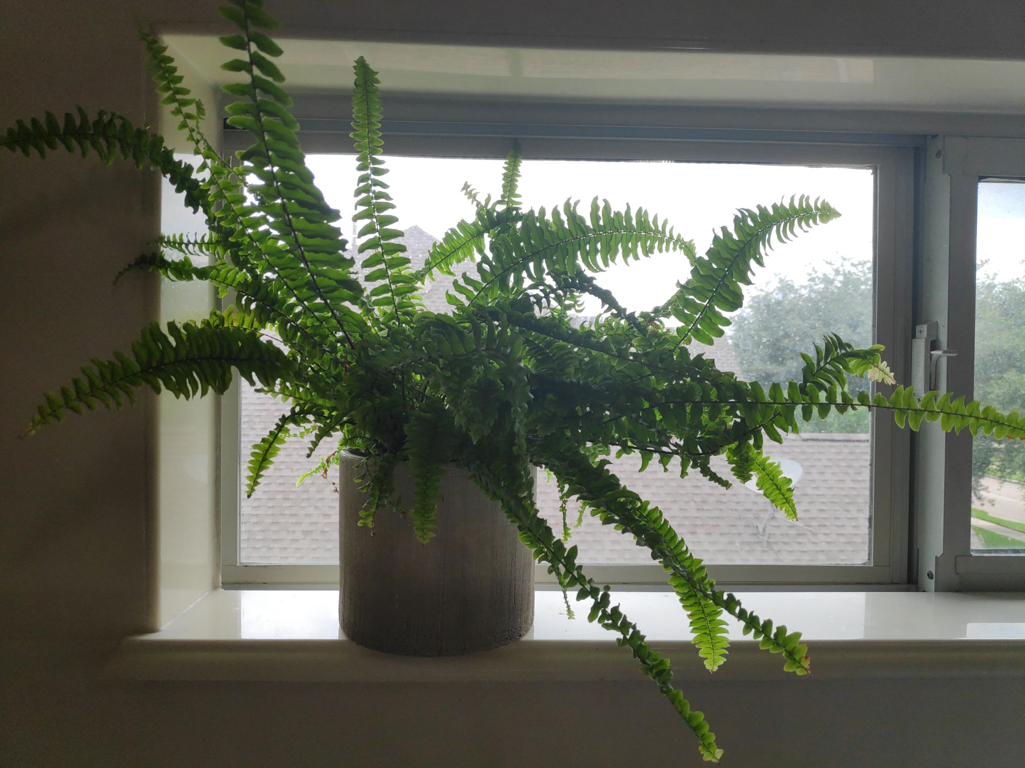 Boston Fern Care Guide