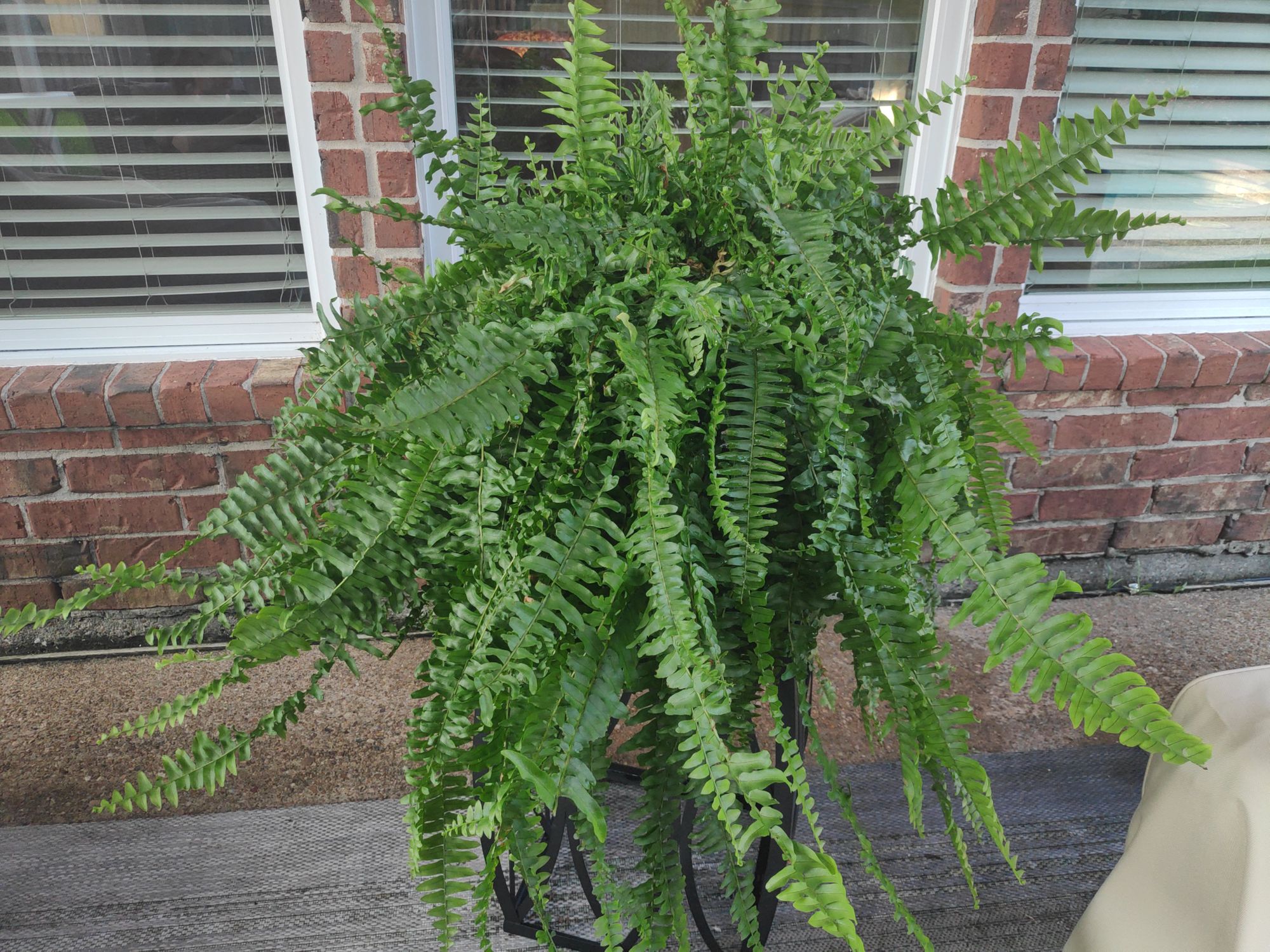 Boston Fern Care Guide