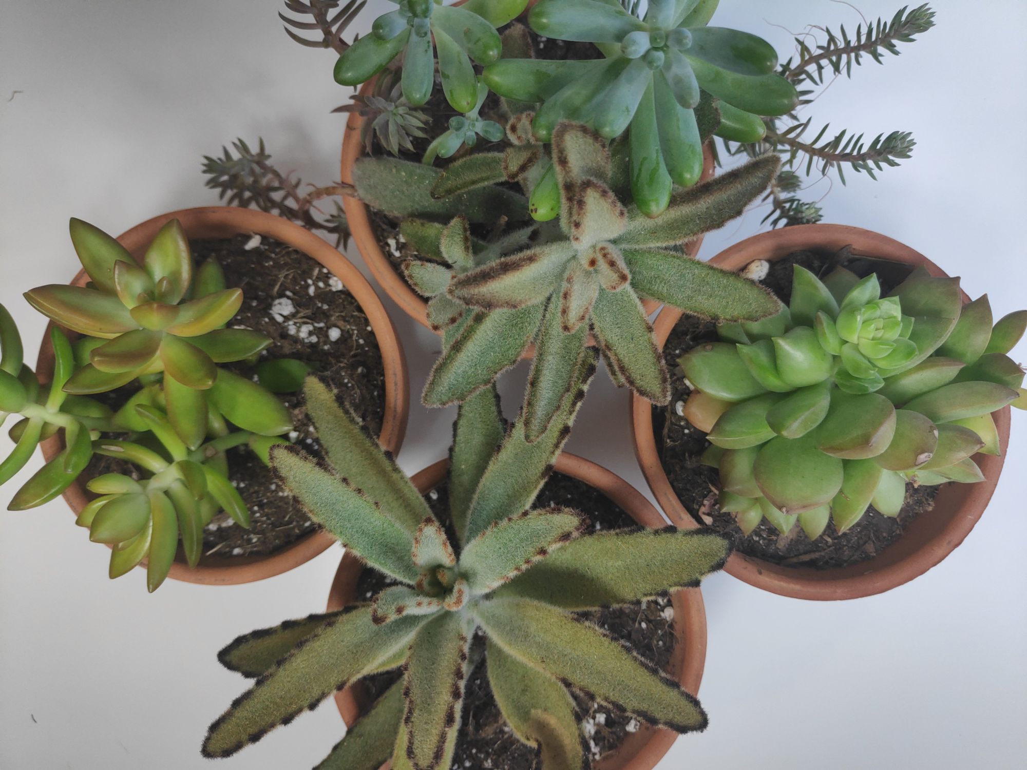 Picking the Right Pot for Your Houseplant
