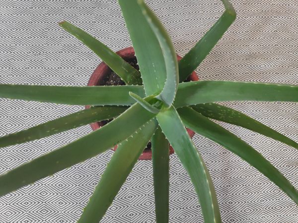 Aloe Plant Care Guide